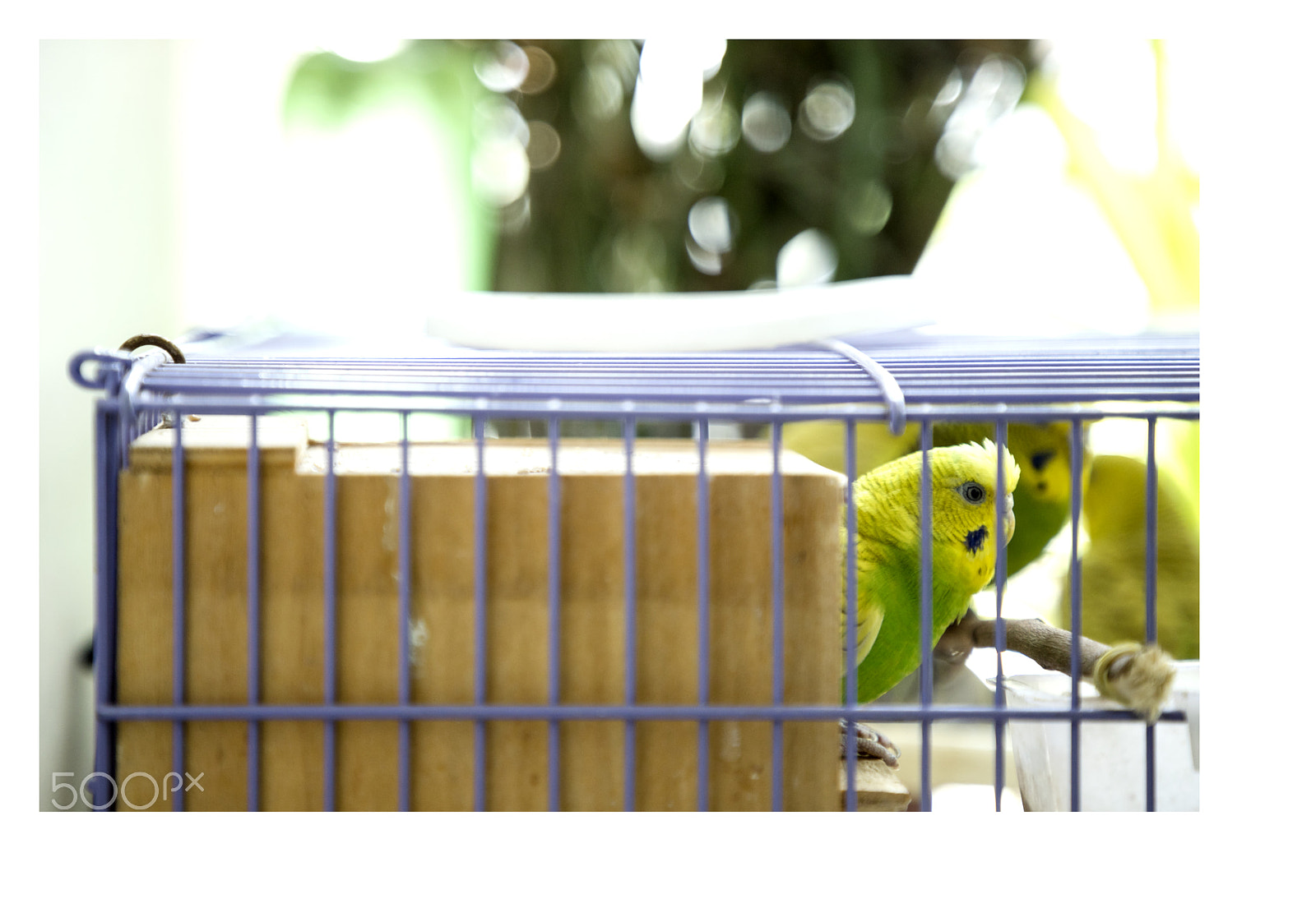 Canon EOS 6D Mark II sample photo. Mummy bird!!!! <3 <3 photography