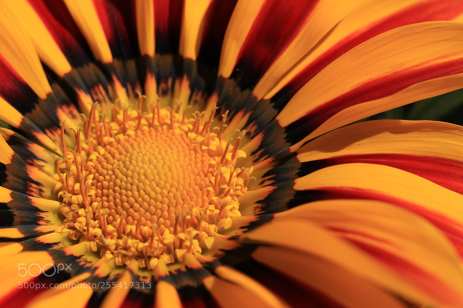 Canon EOS 80D + Canon EF 50mm F1.8 STM sample photo. Gazania gaertn. photography