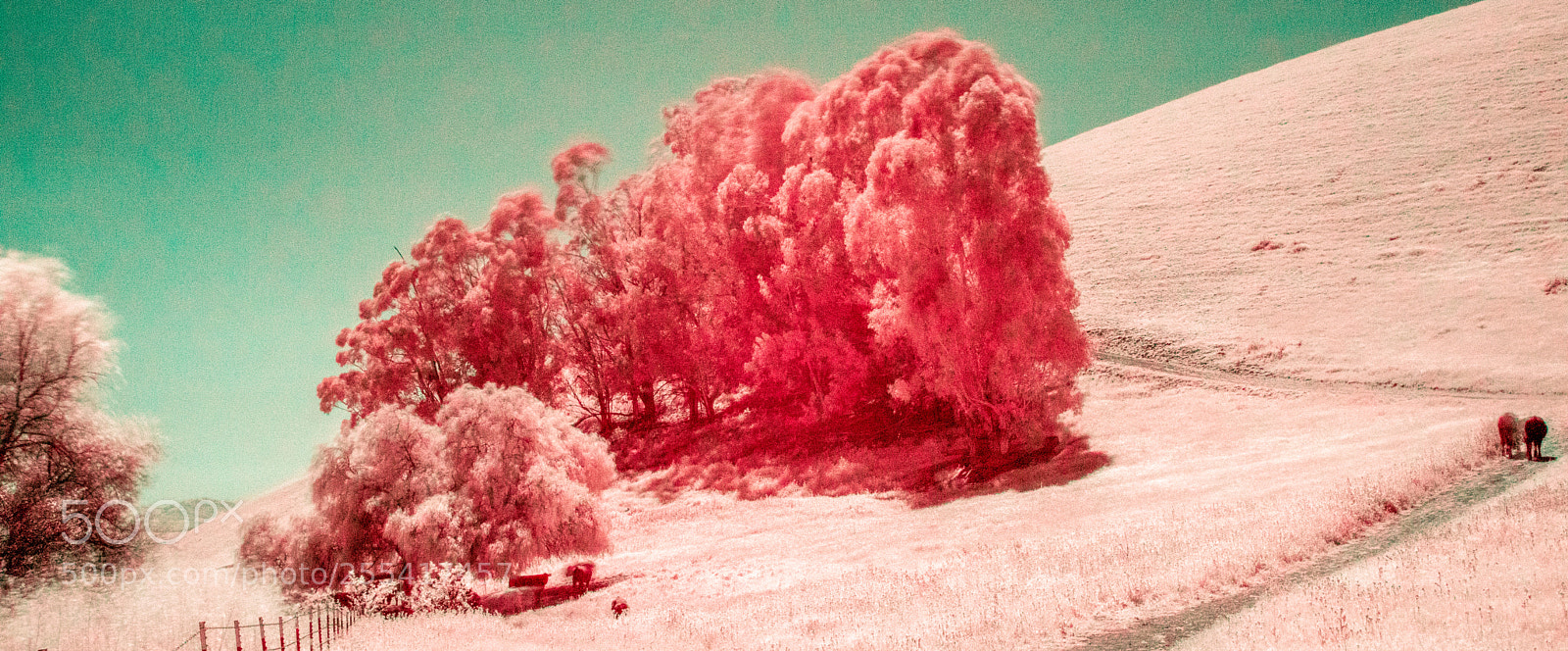 Pentax K-3 II sample photo. Brushy peak ir photography
