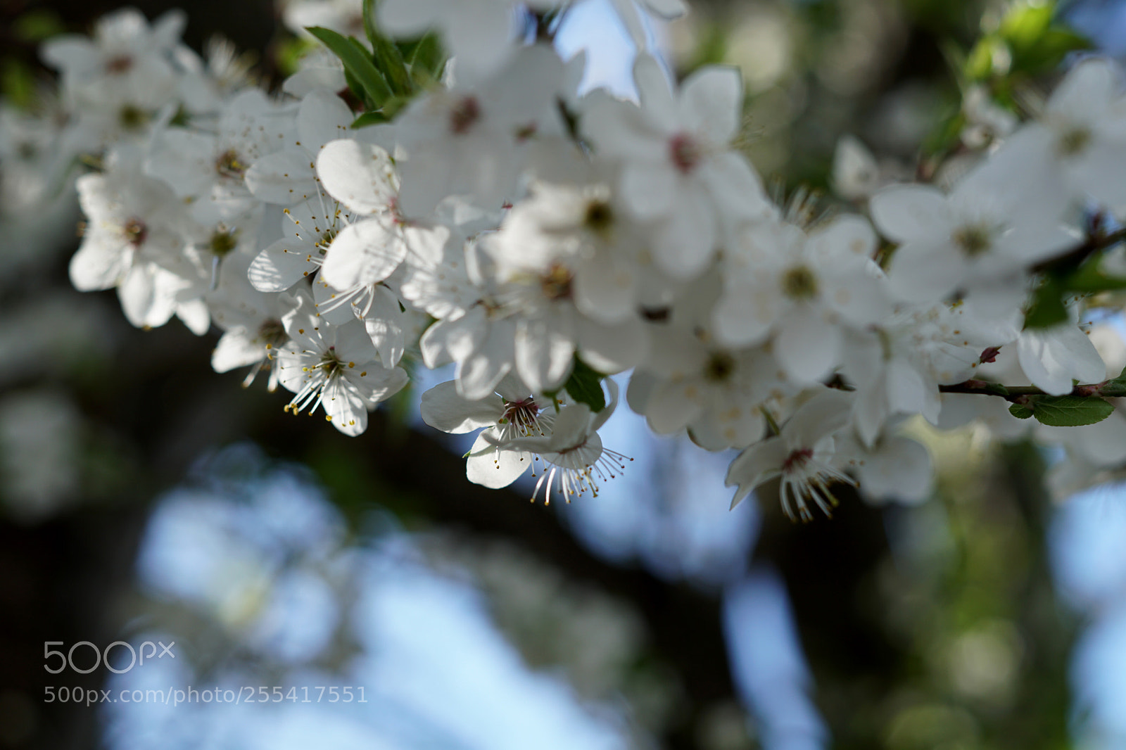 Sony a6300 sample photo. C photography
