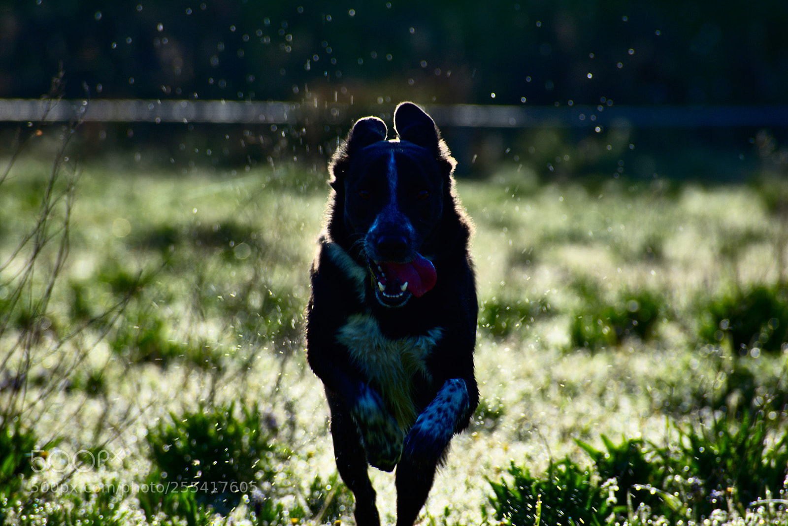 Nikon D5600 sample photo. Fresh photography