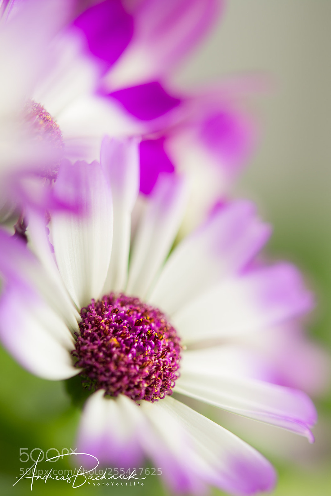 Nikon D5200 sample photo. Standing before others photography
