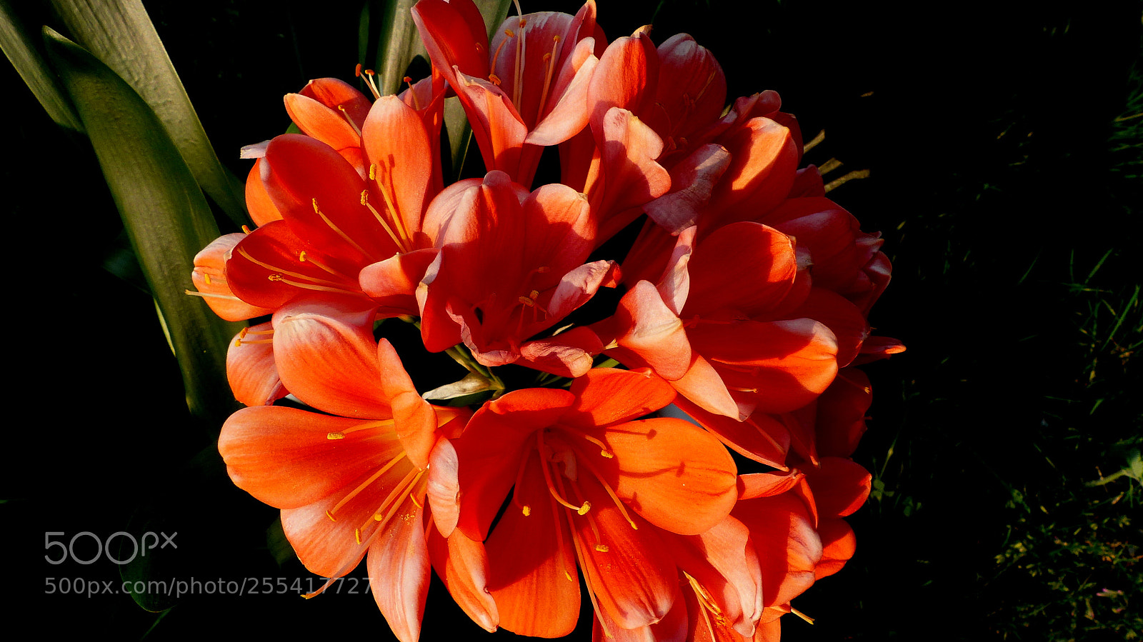 Panasonic Lumix DMC-FZ200 sample photo. Clivia at sunset. photography