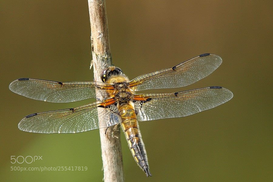 Olympus E-520 (EVOLT E-520) sample photo. Symp trum noir sympetrum photography