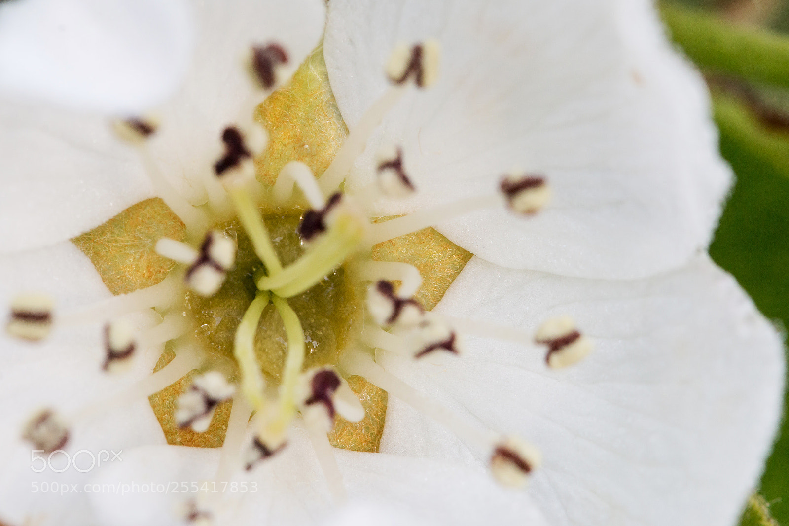 Canon EOS 70D sample photo. Floral pentagon photography