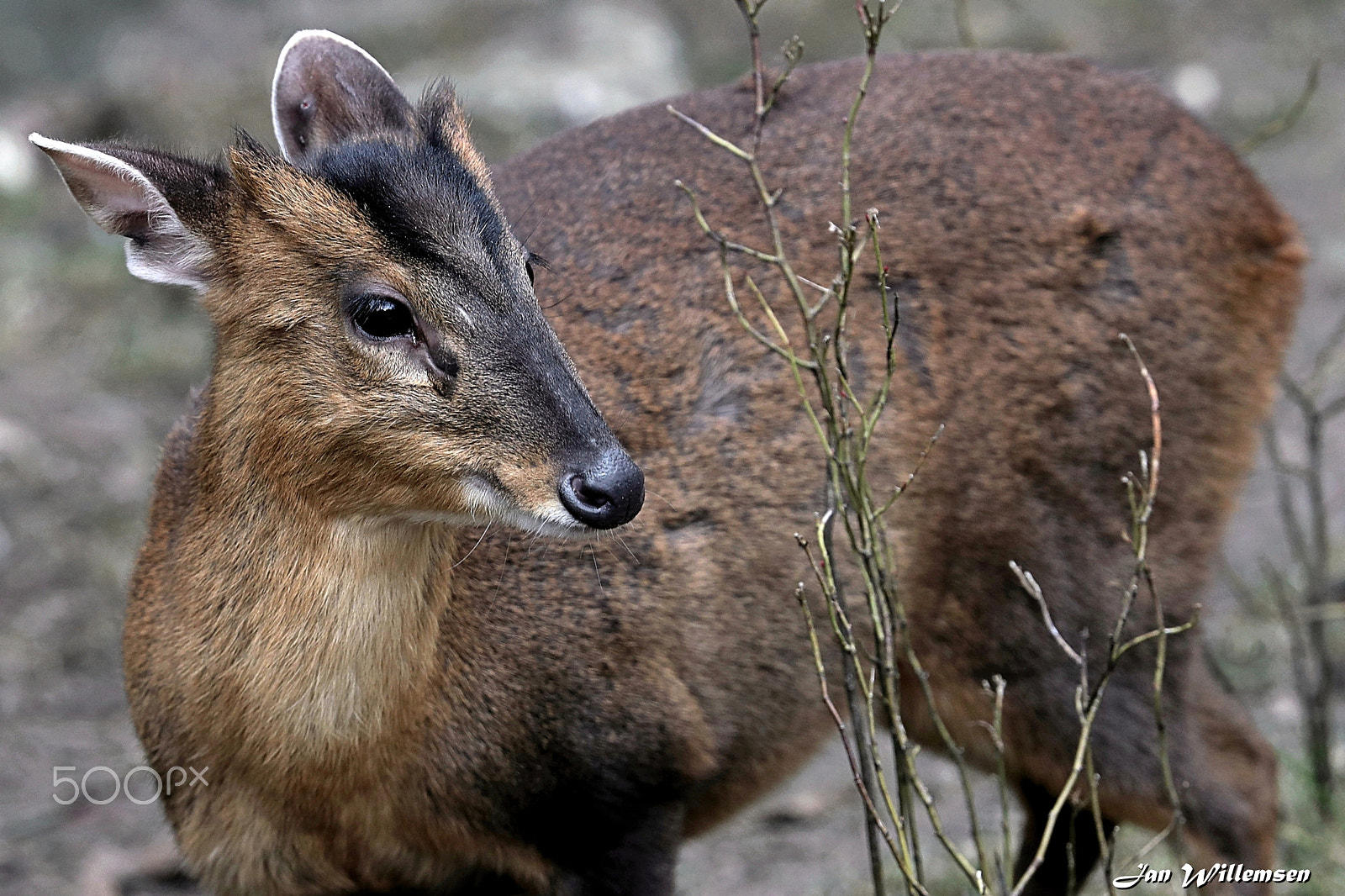 Canon EF 300mm F2.8L IS II USM sample photo. Reeves's muntjac photography