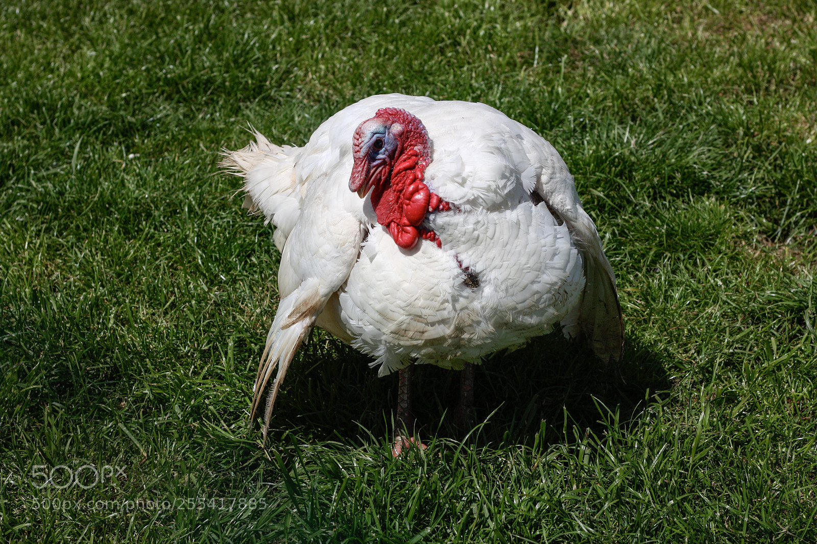 Canon EOS 450D (EOS Rebel XSi / EOS Kiss X2) sample photo. Angry turkey photography