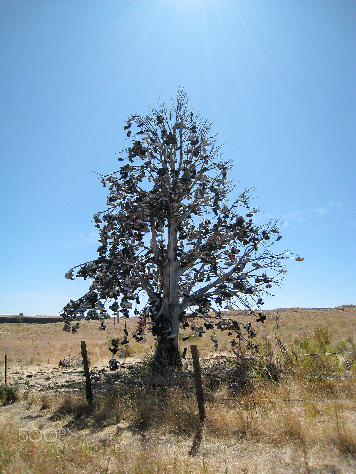 Canon POWERSHOT SD870 IS sample photo. Shoe tree photography