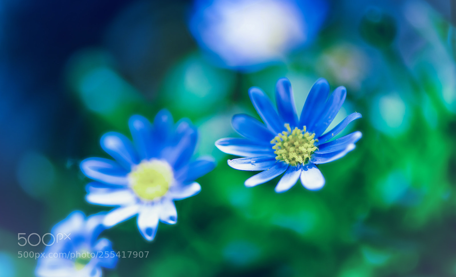 Nikon D850 sample photo. Back in spring photography
