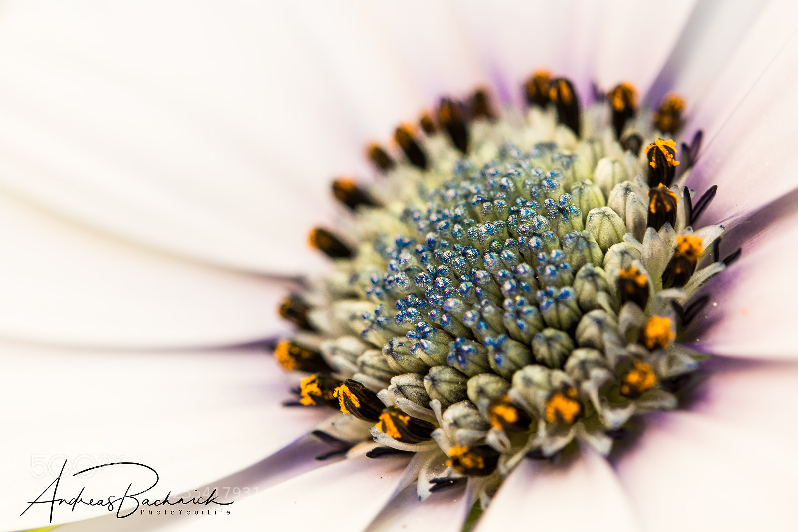 Nikon D5200 sample photo. Spot in white photography