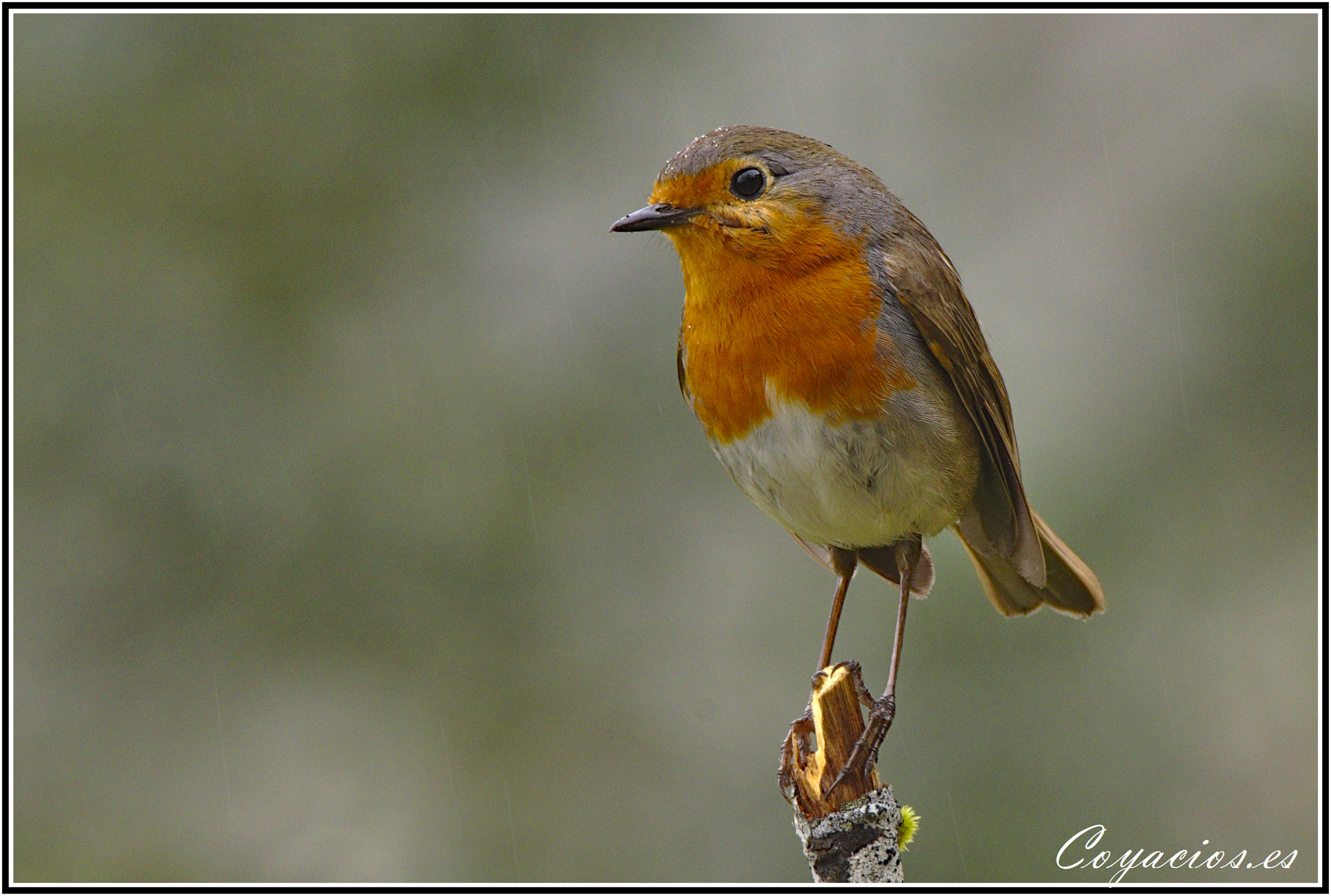 Canon EOS 7D Mark II sample photo. Petirrojo (erithacus rebecula) photography