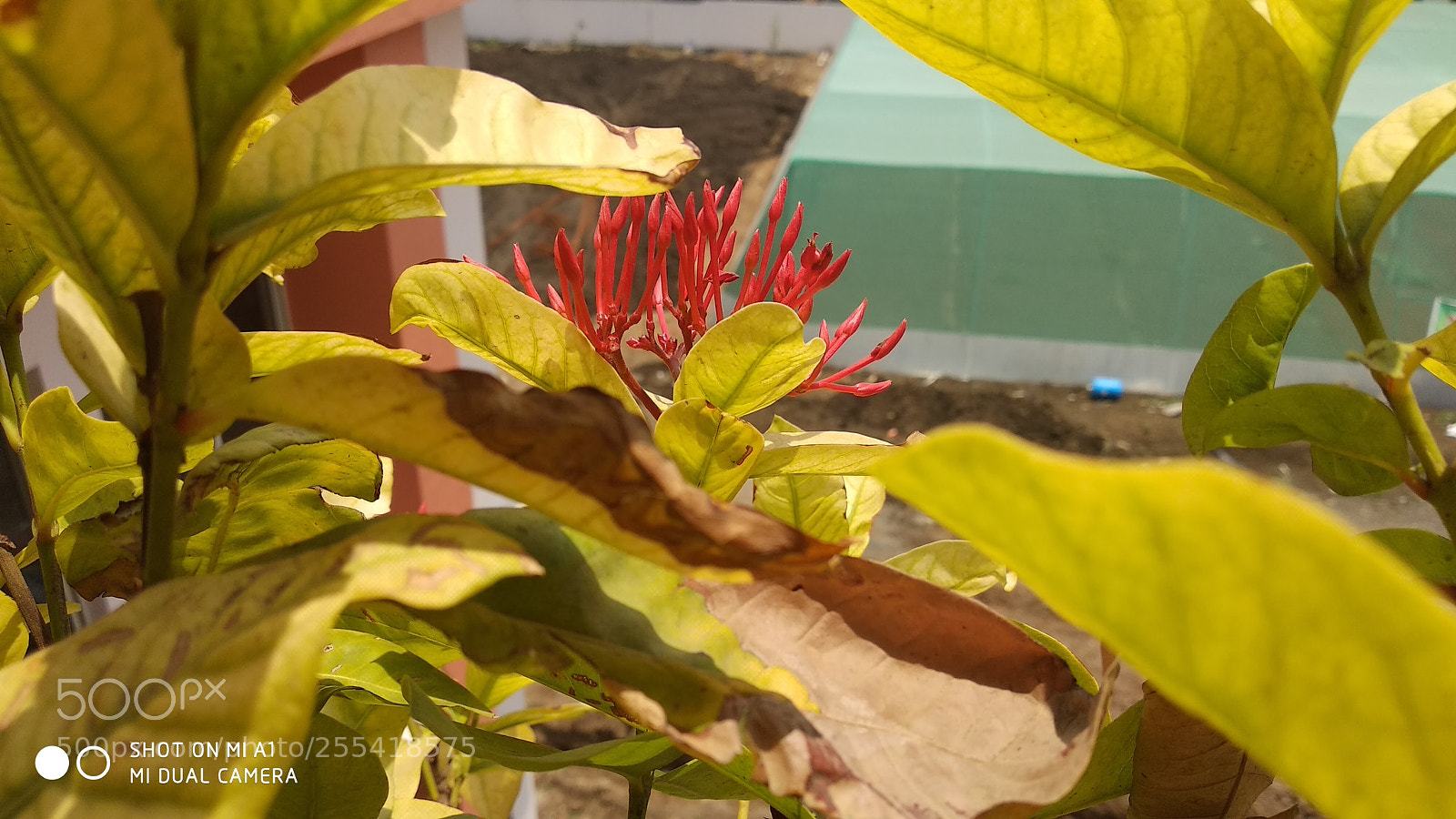 Xiaomi Mi A1 sample photo. Untitled photography
