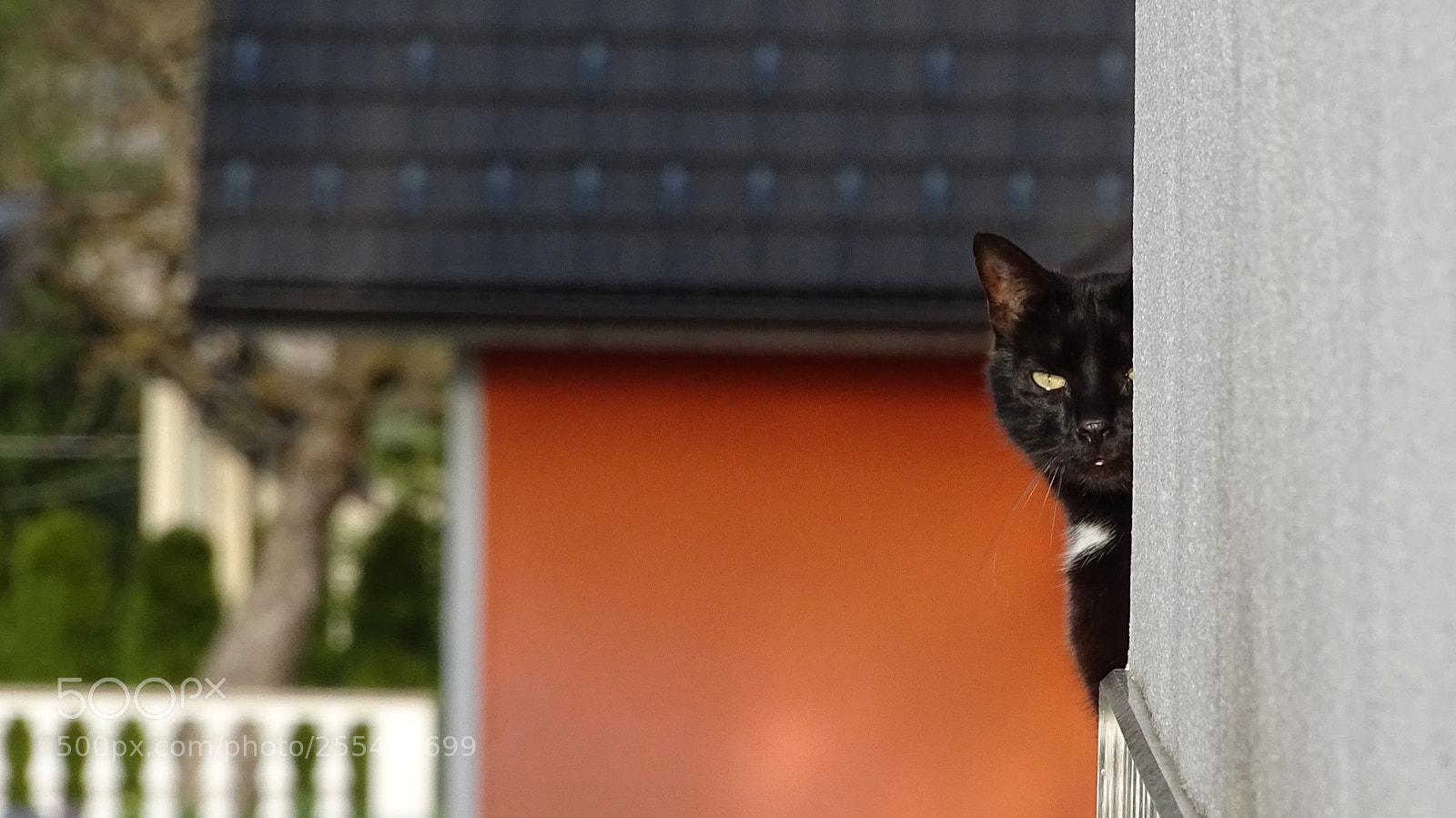 Sony Cyber-shot DSC-HX400V sample photo. Piko photography
