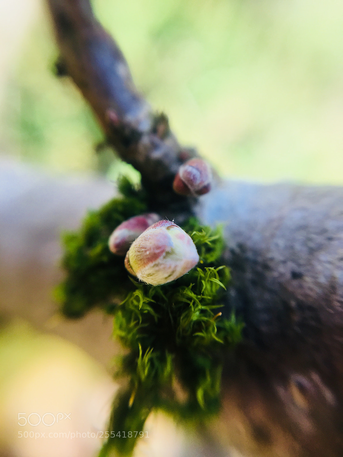 Apple iPhone 6s sample photo. Untitled photography