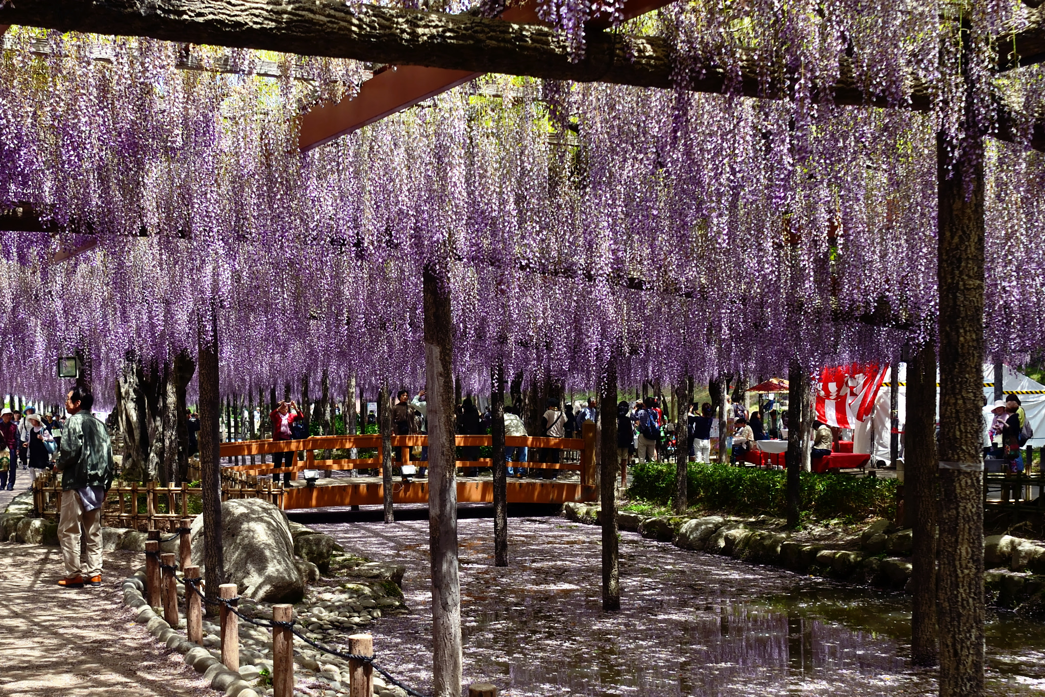 Nikon AF Nikkor 24mm F2.8D sample photo. Fuji's park where fuji's flower is beautifull photography