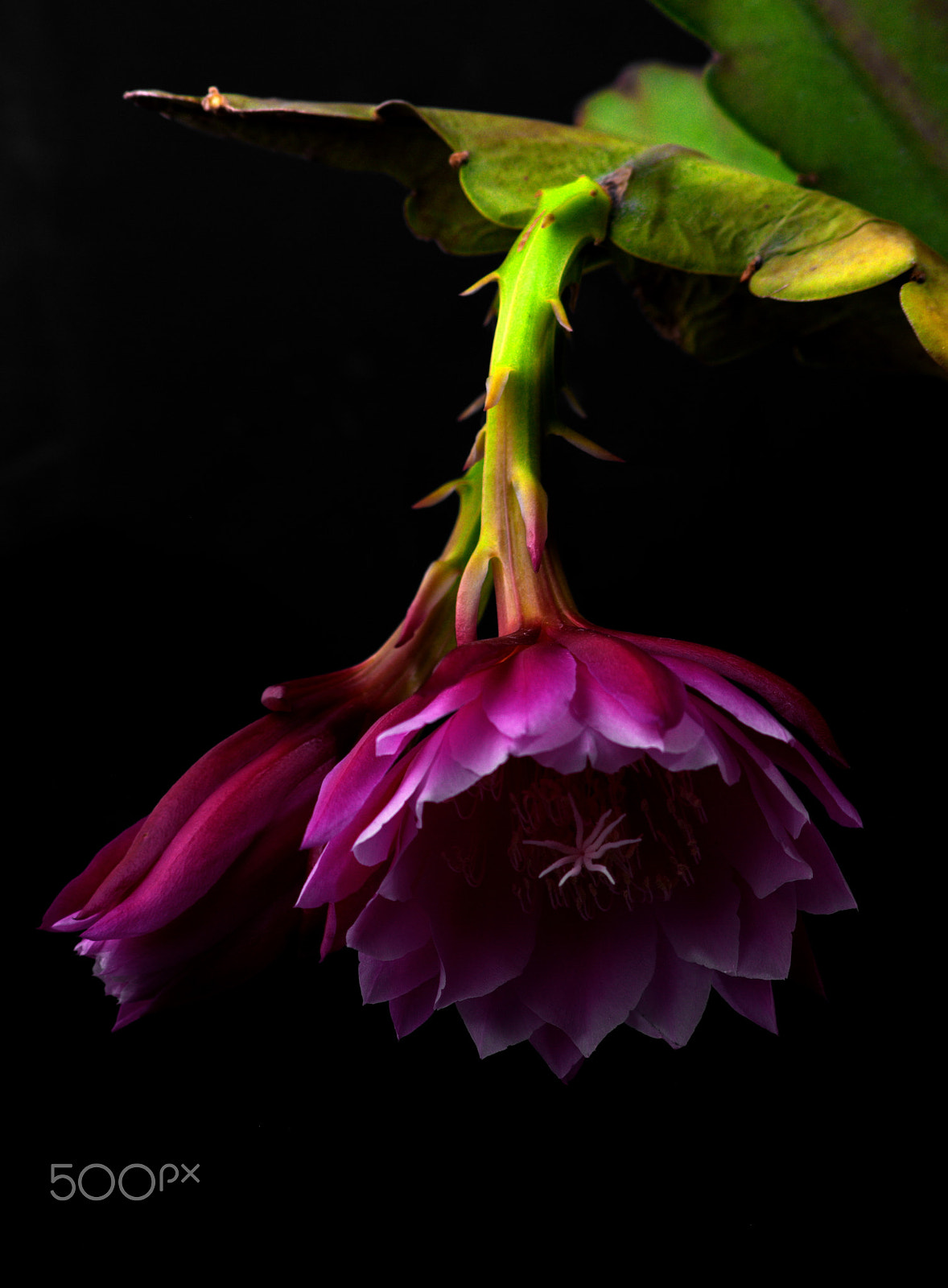 Nikon D3000 + Sigma 70-300mm F4-5.6 APO DG Macro sample photo. Epiphyllum 'purple haze' photography