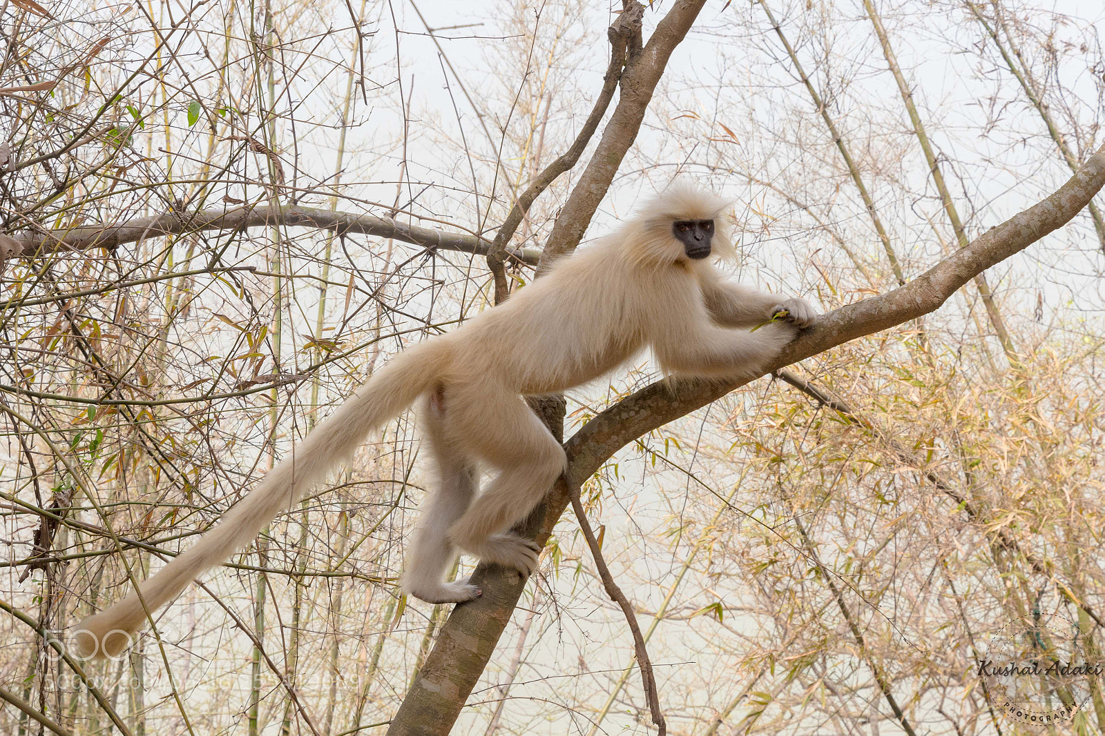 Nikon D500 sample photo. Golden langur photography