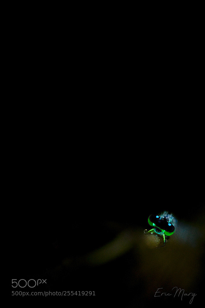 Canon EOS 5D Mark II sample photo. Dragonfly photography
