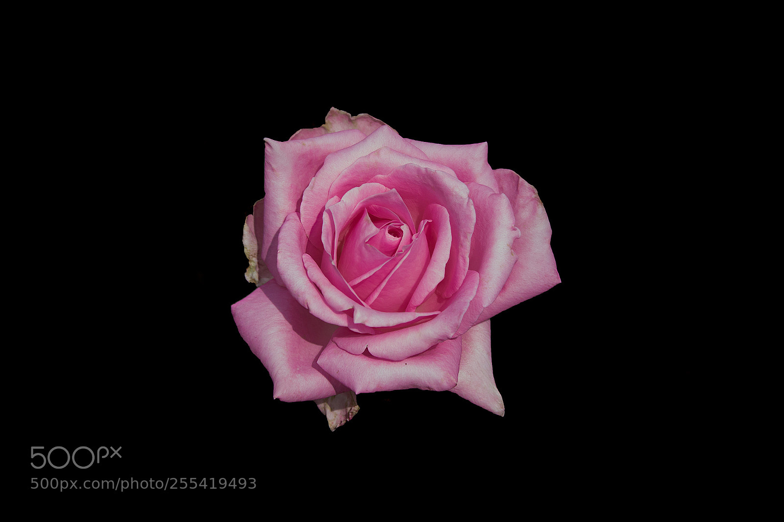 Canon EOS 700D (EOS Rebel T5i / EOS Kiss X7i) sample photo. Pink rose with isolated photography