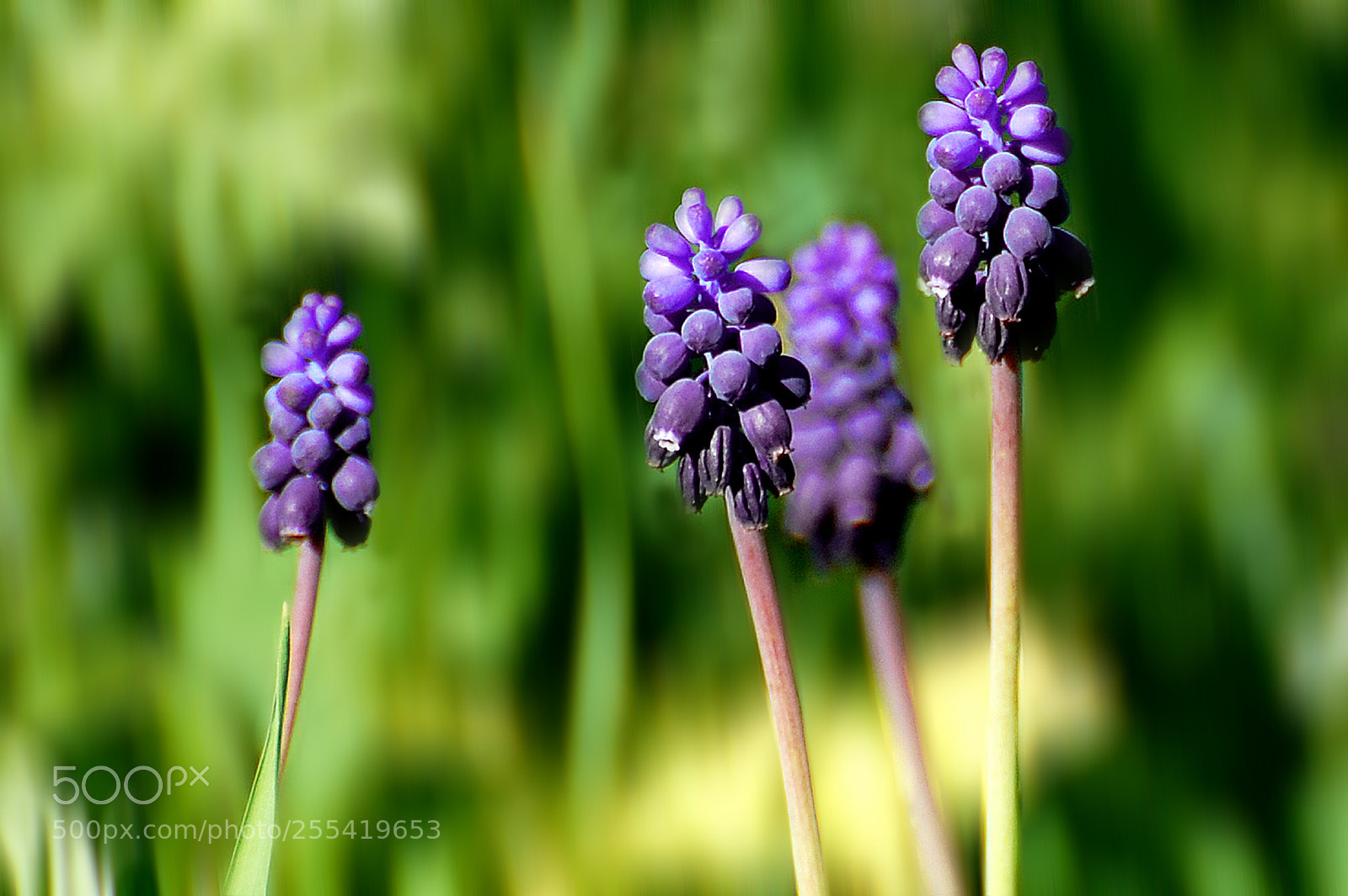 Nikon D40 sample photo. Spring photography