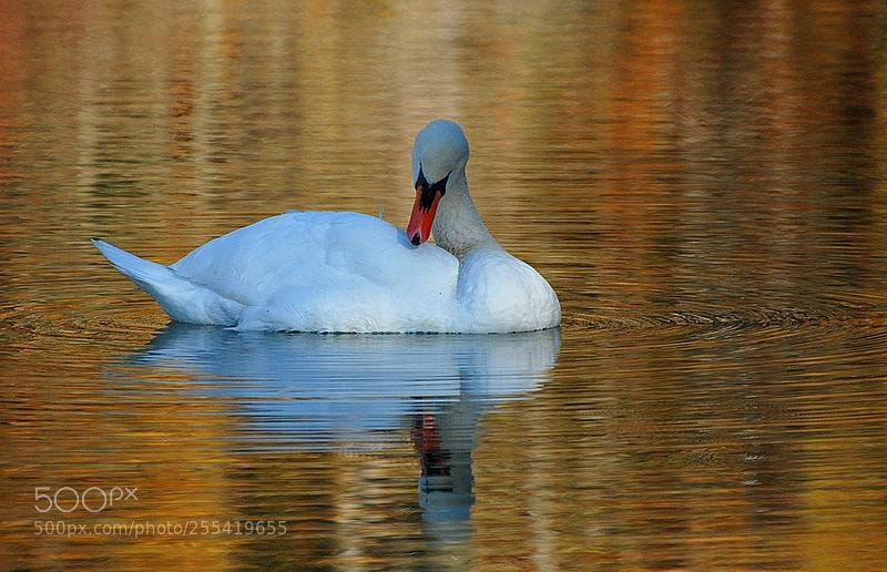 Nikon D80 sample photo. Cygne tubercul cygnus olor photography