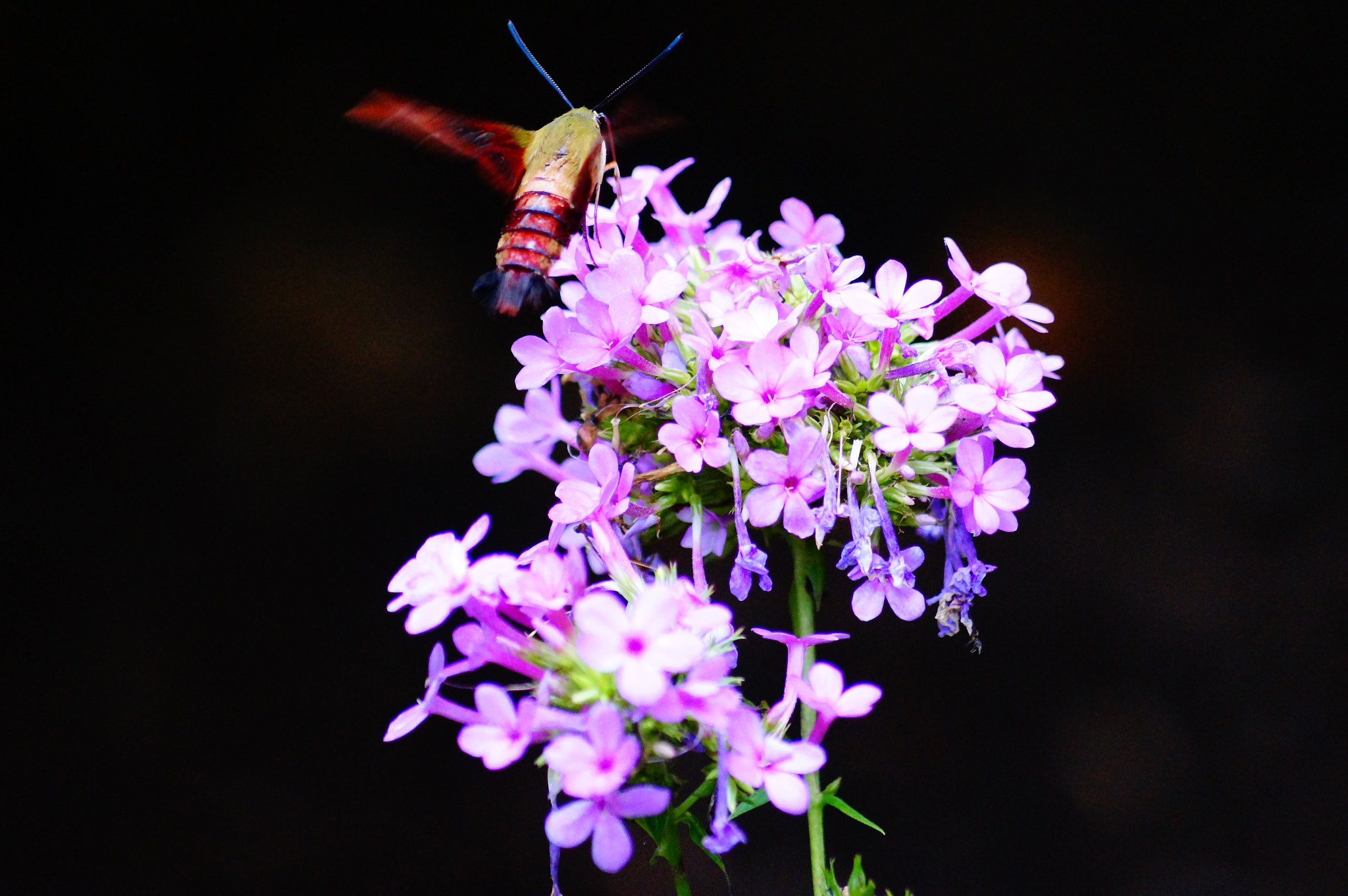 Sony DT 55-200mm F4-5.6 SAM sample photo. Crystal bridges flowers photography