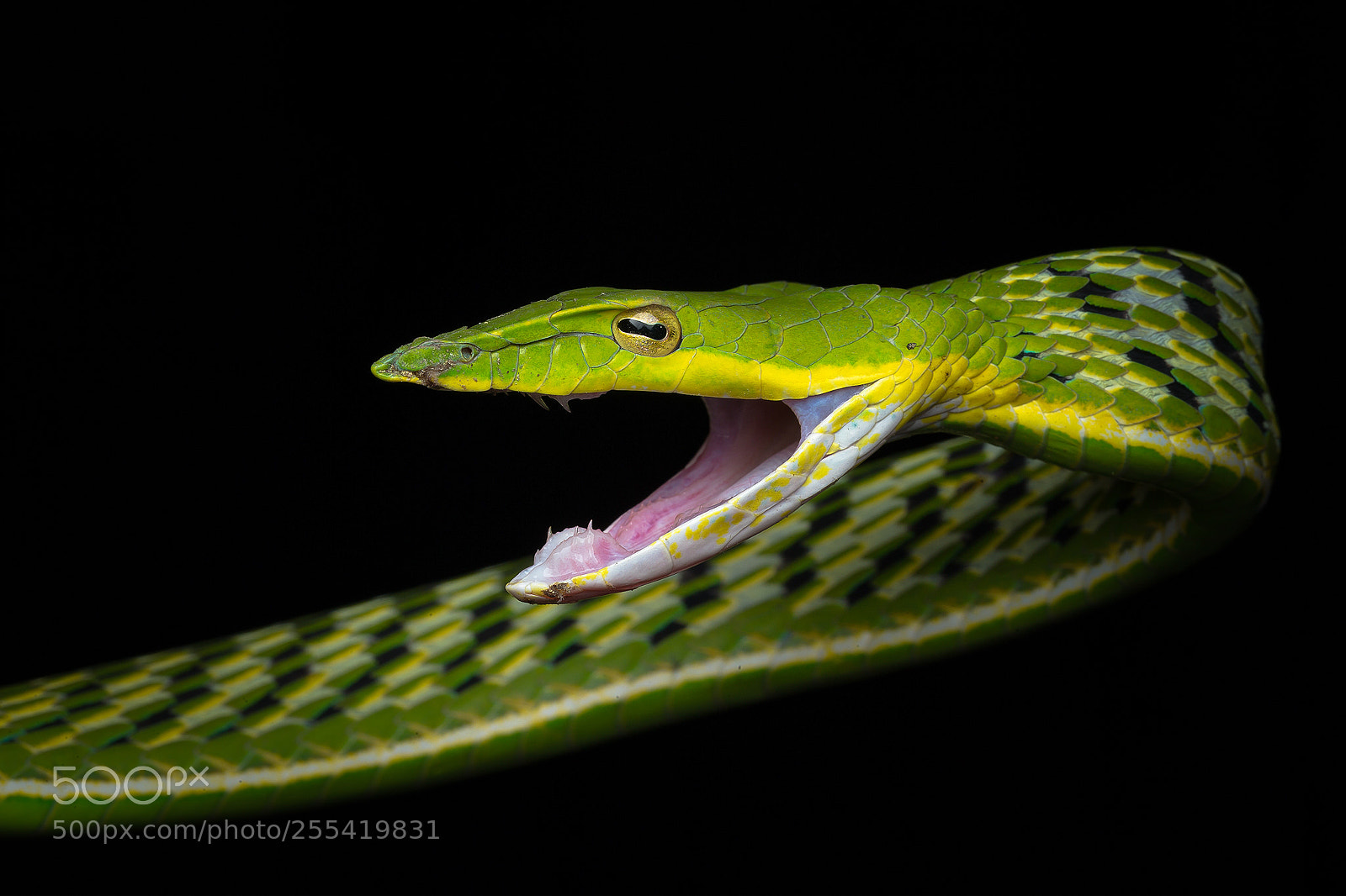 Canon EOS-1D X sample photo. Green vine snake bb photography