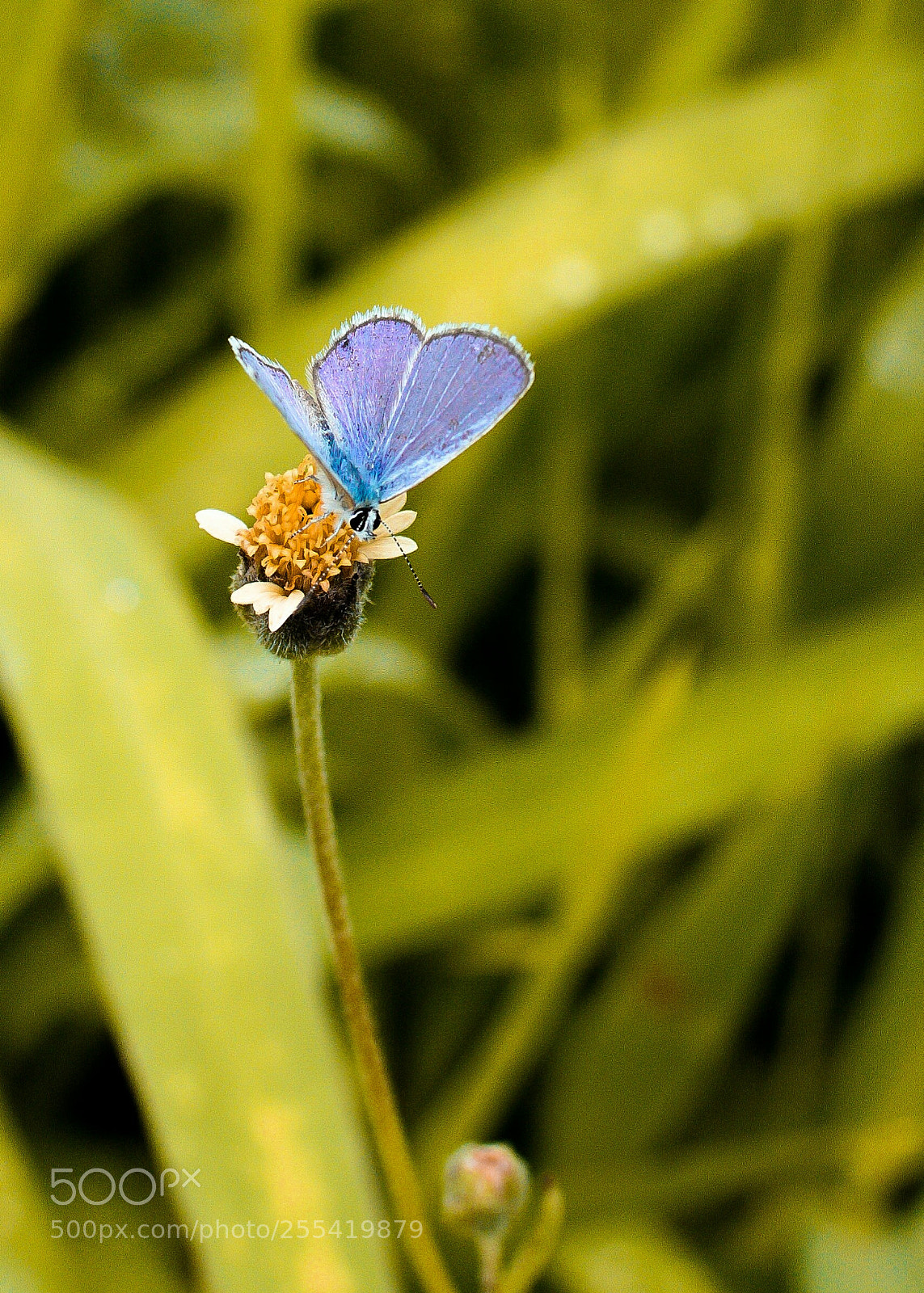 Nikon D7200 sample photo. Mariposa photography