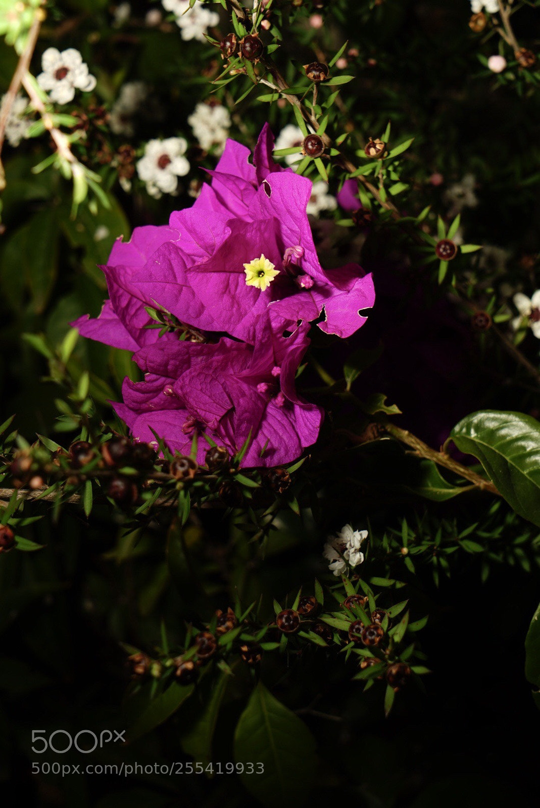 Sony a7 II sample photo. Bugambilia brillante photography