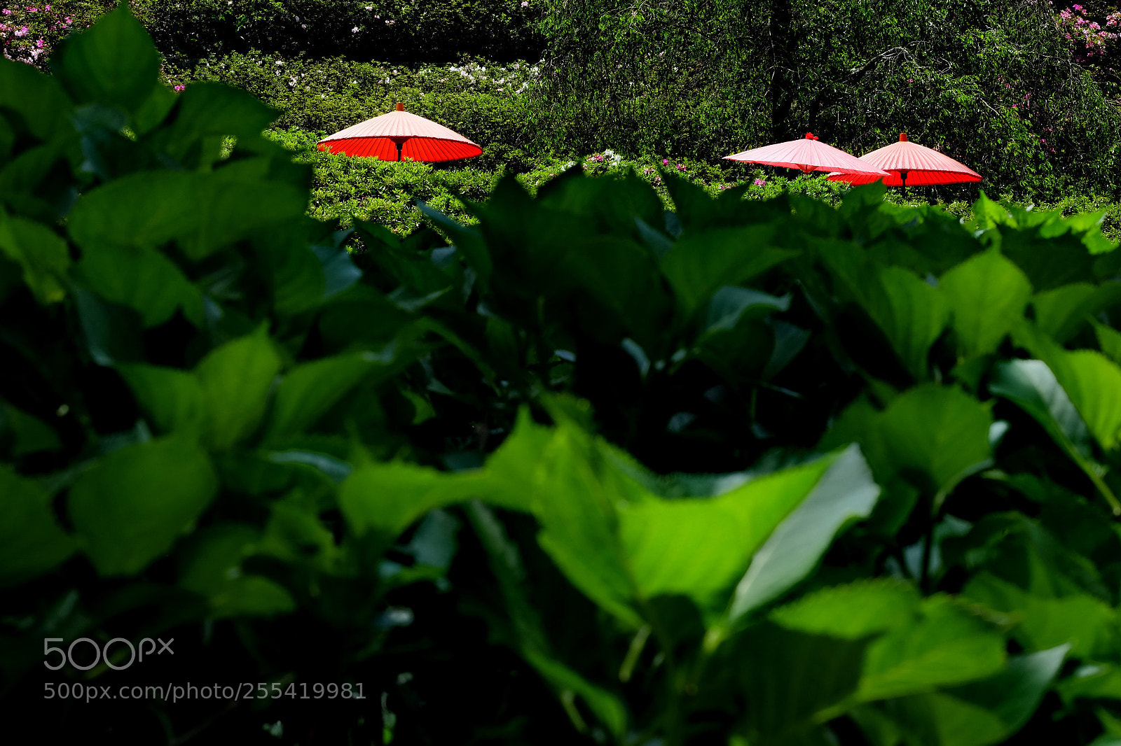 Fujifilm X-T1 sample photo. Blind umbrella photography