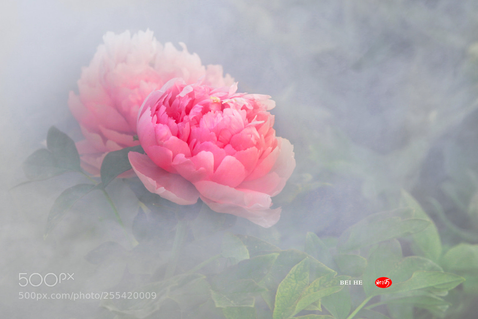Canon EOS 40D sample photo. 梦醒 photography