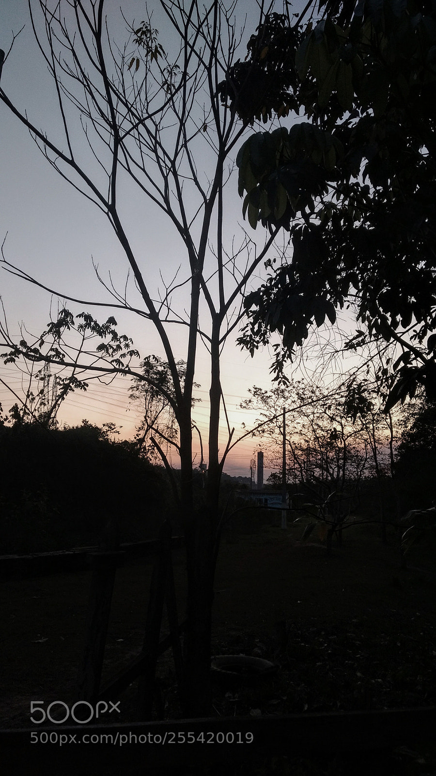 Motorola Moto G (4) sample photo. Trees photography