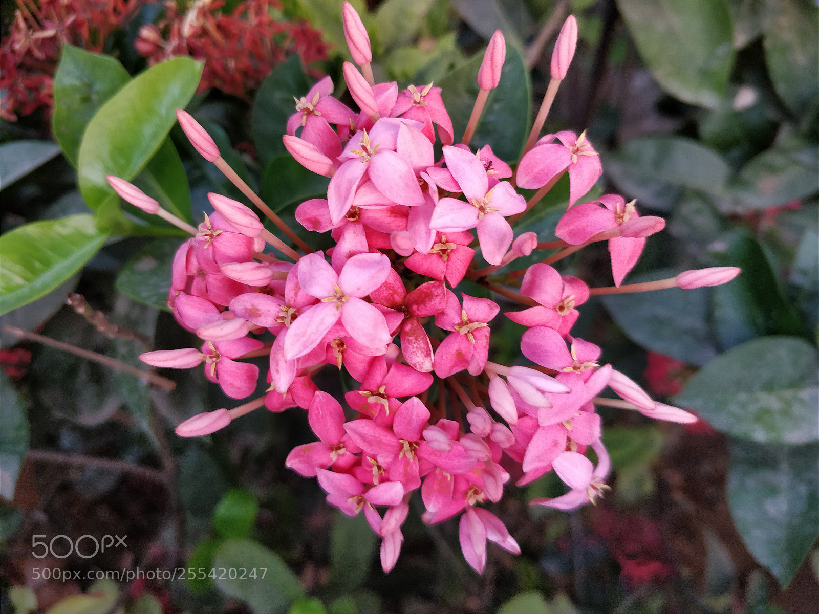 OnePlus 5T sample photo. Untitled photography