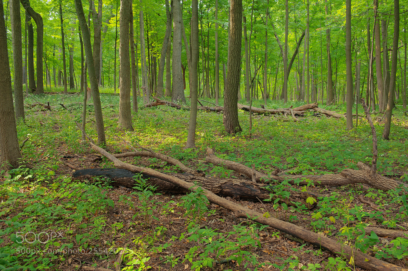 Nikon D700 sample photo. East morton forest photography