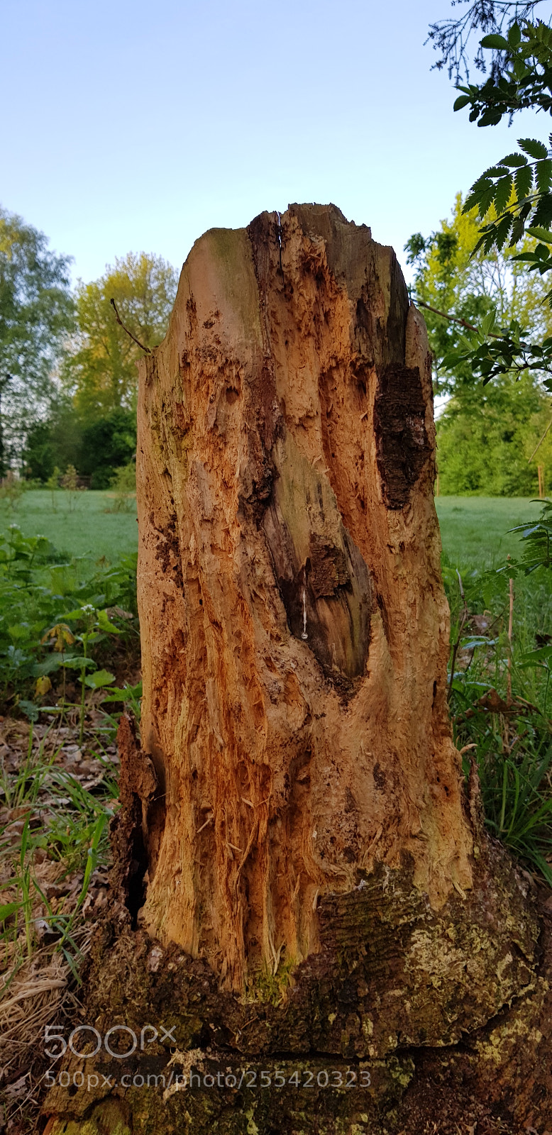 Samsung Galaxy S8 sample photo. Rotten tree stump photography