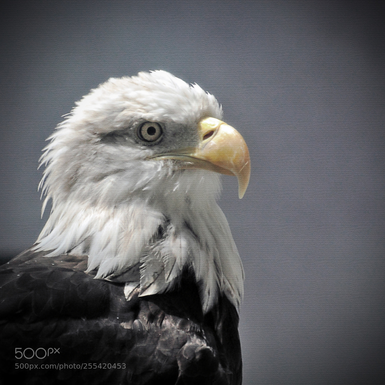 Canon EOS 450D (EOS Rebel XSi / EOS Kiss X2) sample photo. Bald eagle photography