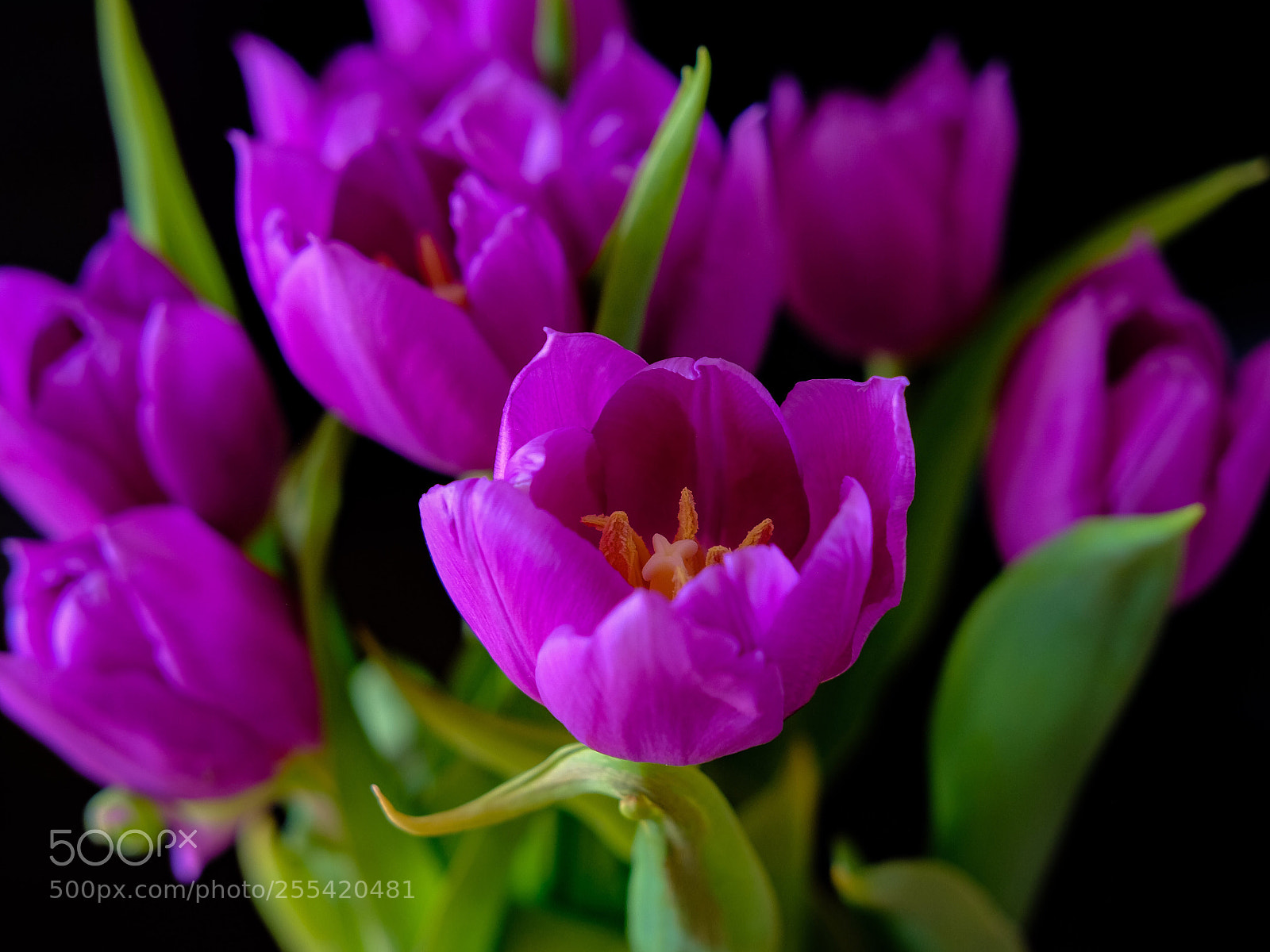Fujifilm X-Pro2 sample photo. Tulip. photography