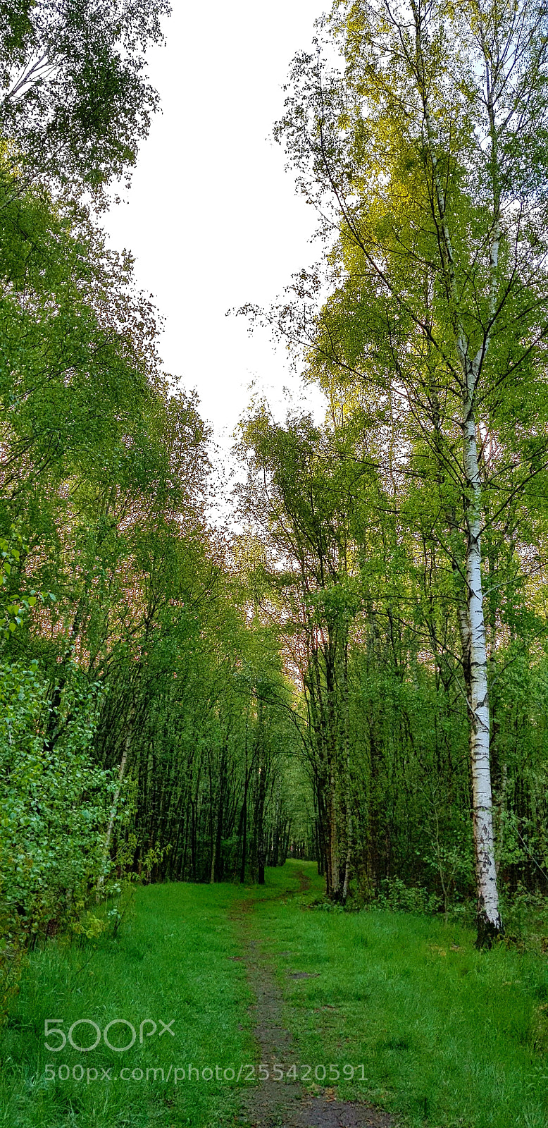 Samsung Galaxy S8 sample photo. Berch trail photography