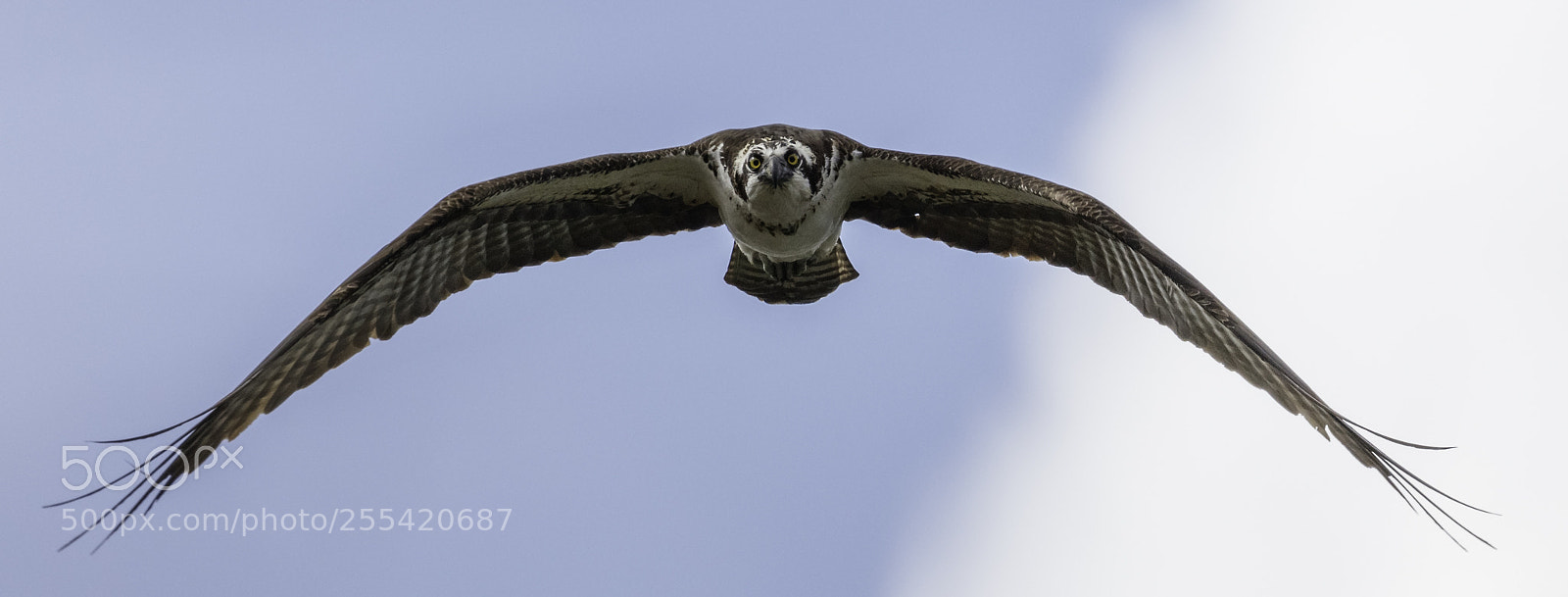 Canon EOS 5DS R sample photo. Incoming photography