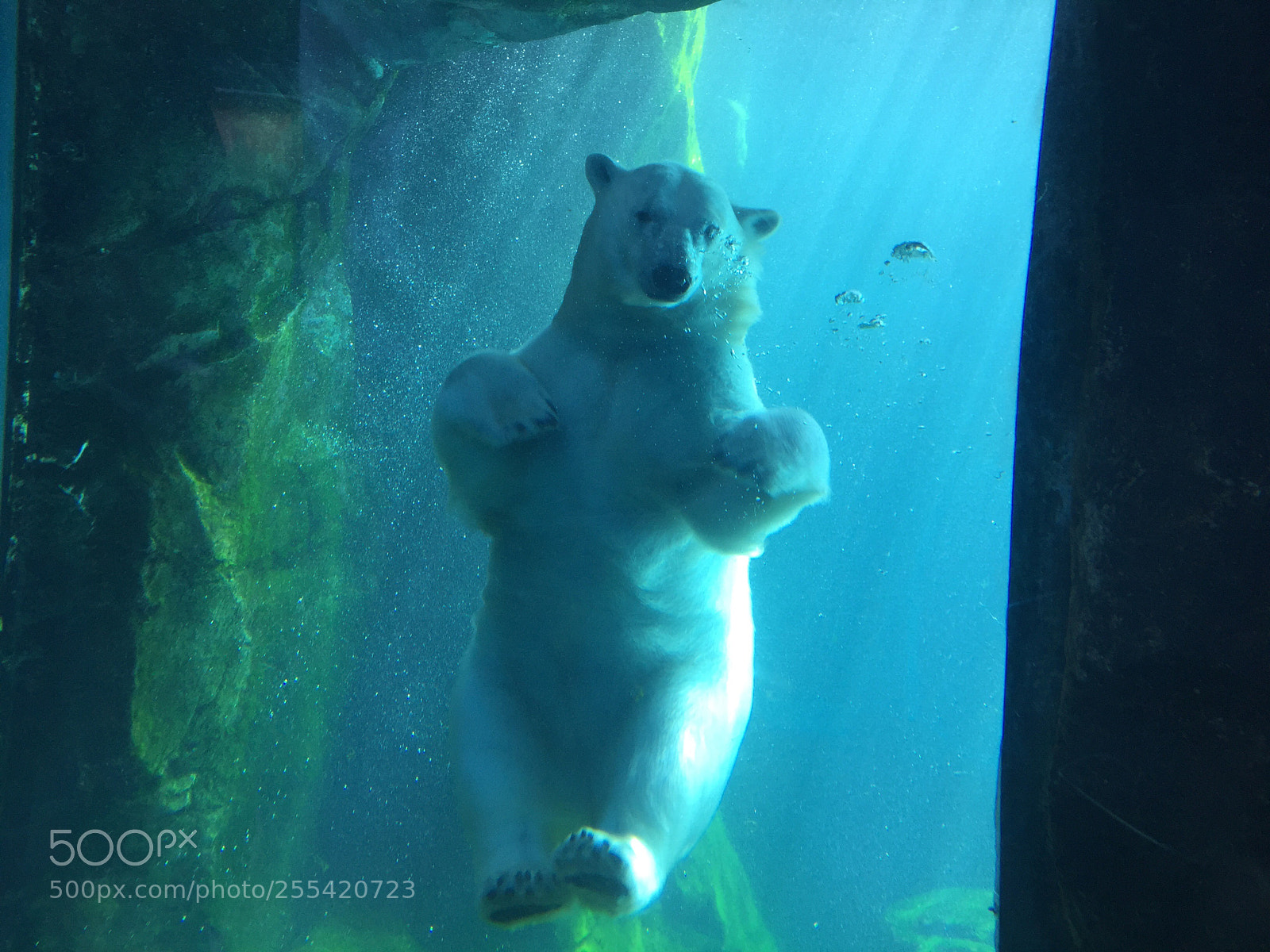 Apple iPhone 6 sample photo. Polar bear underwear  photography