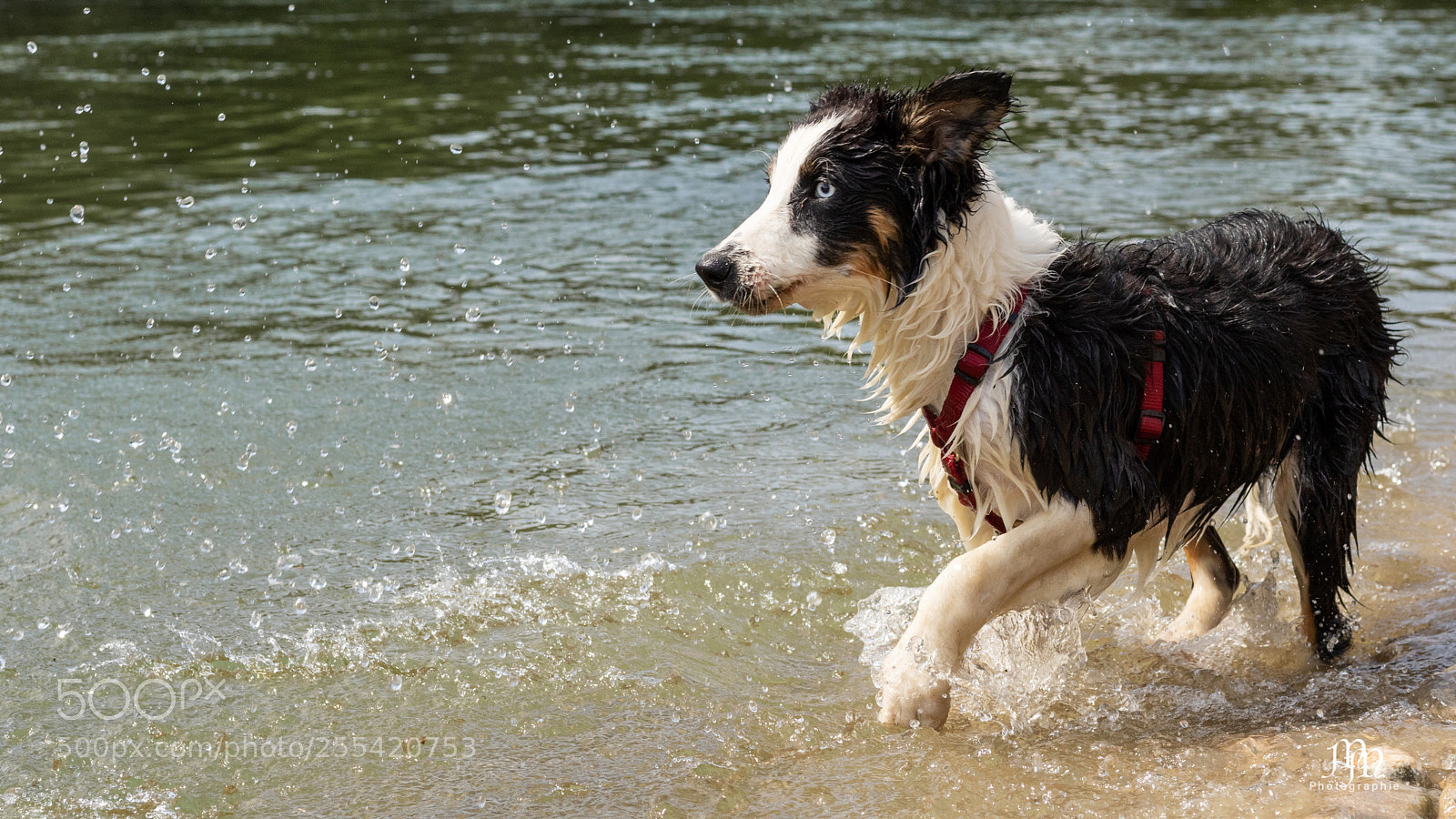 Canon EOS 750D (EOS Rebel T6i / EOS Kiss X8i) sample photo. Nora in the water photography