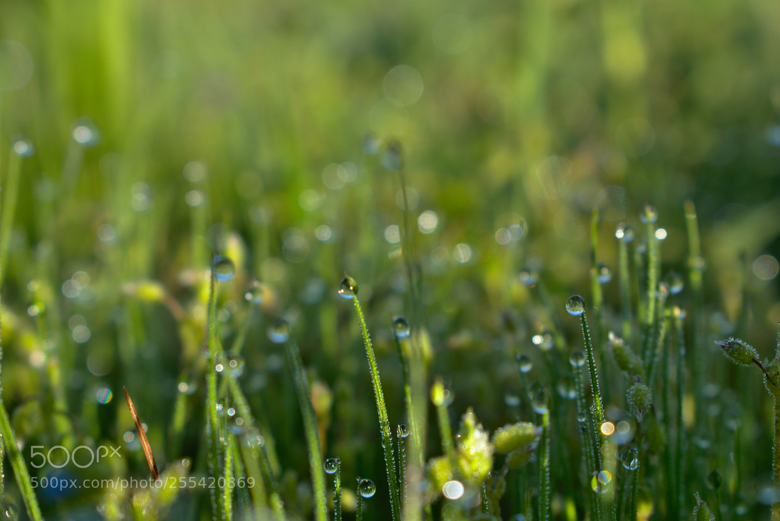 Nikon D5600 sample photo. Dew drops photography