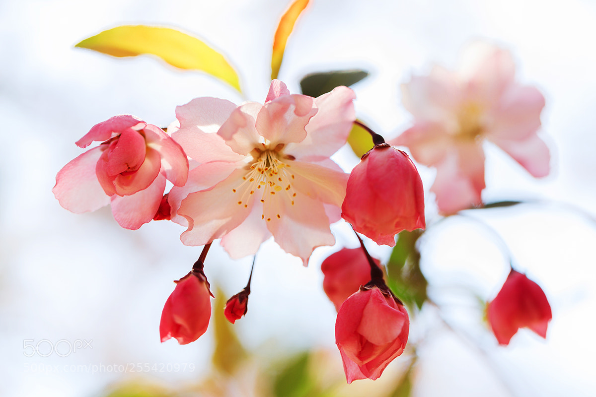 Canon EOS 5D Mark IV sample photo. Dulcissim photography