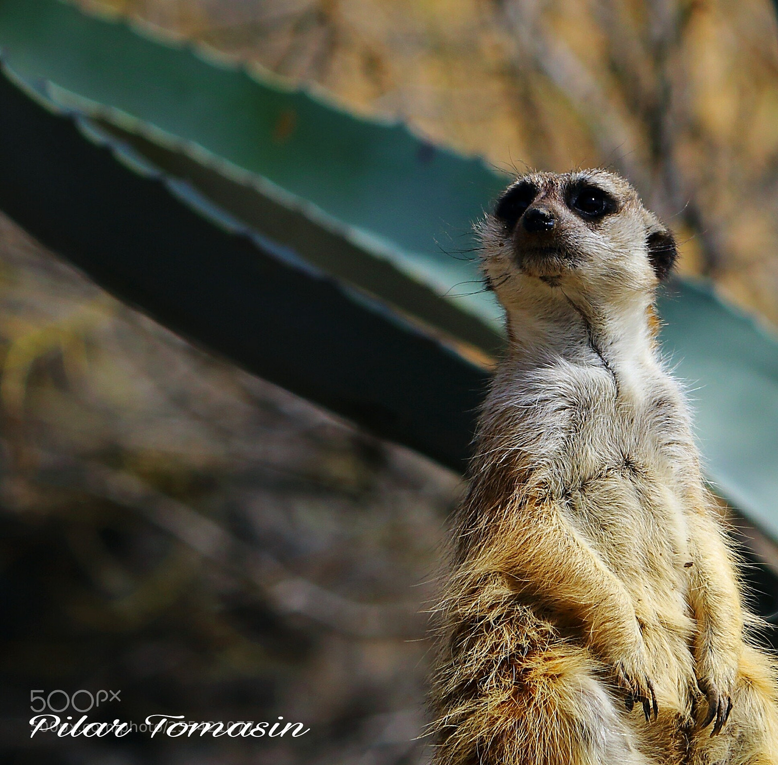 Canon EOS 70D sample photo. Oteando photography