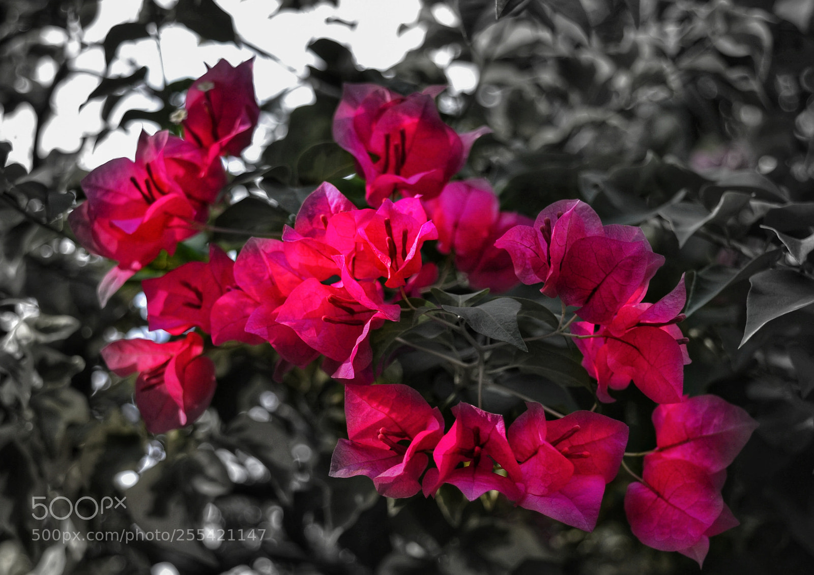 Nikon D3100 sample photo. Not in mood photography