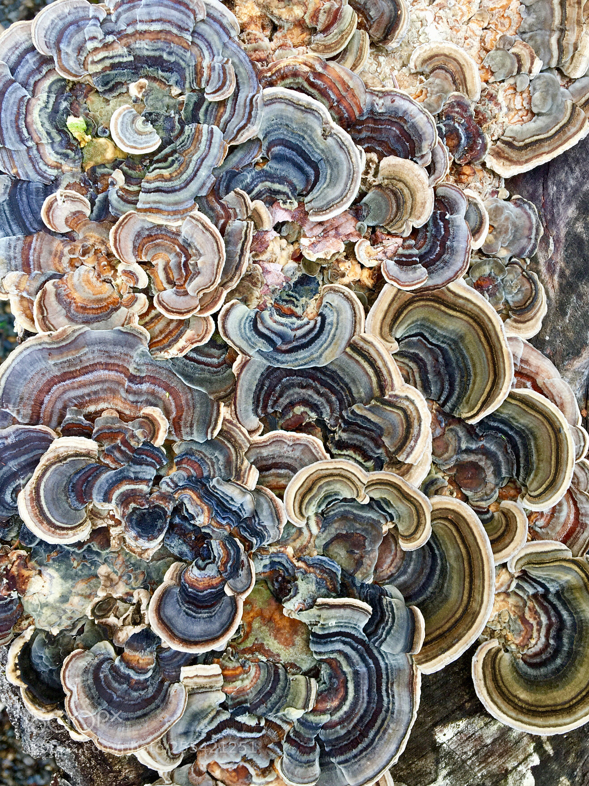Apple iPhone 6s sample photo. Fungi  photography