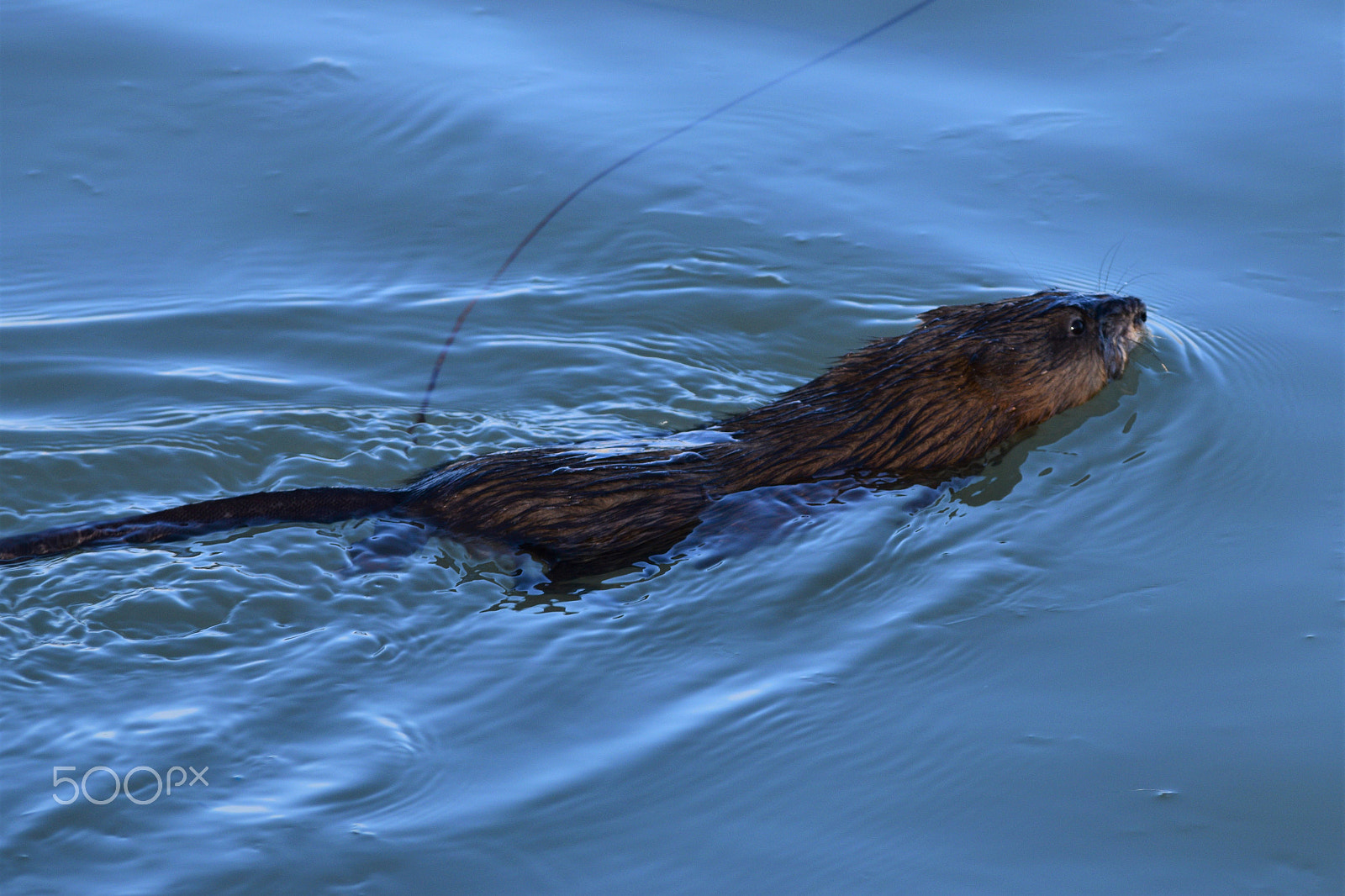 Nikon D3300 sample photo. Musk rat swimming edited photography