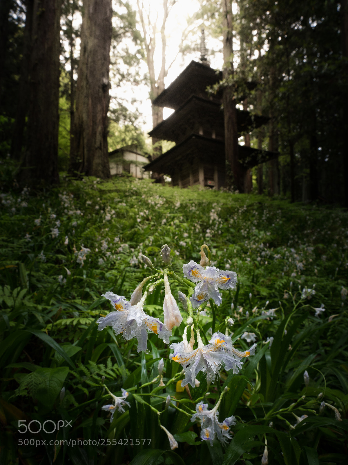 Olympus OM-D E-M1 Mark II sample photo. Iris photography