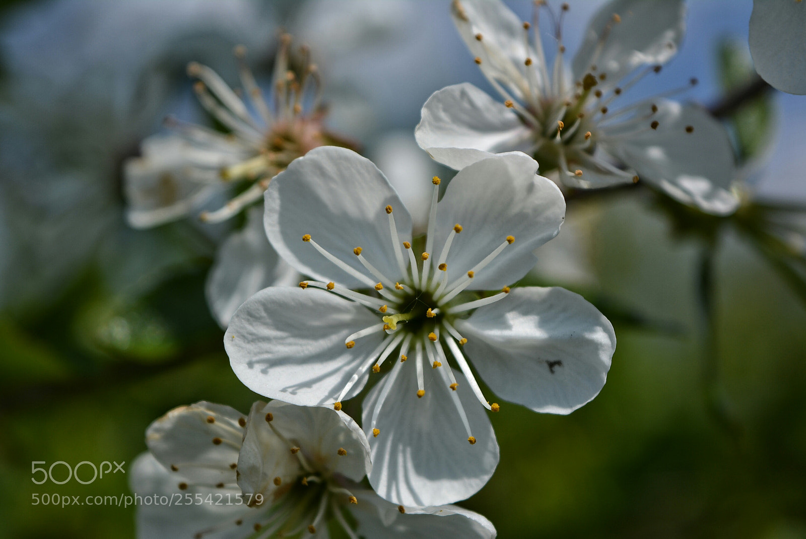 Nikon D5200 sample photo. ...... photography