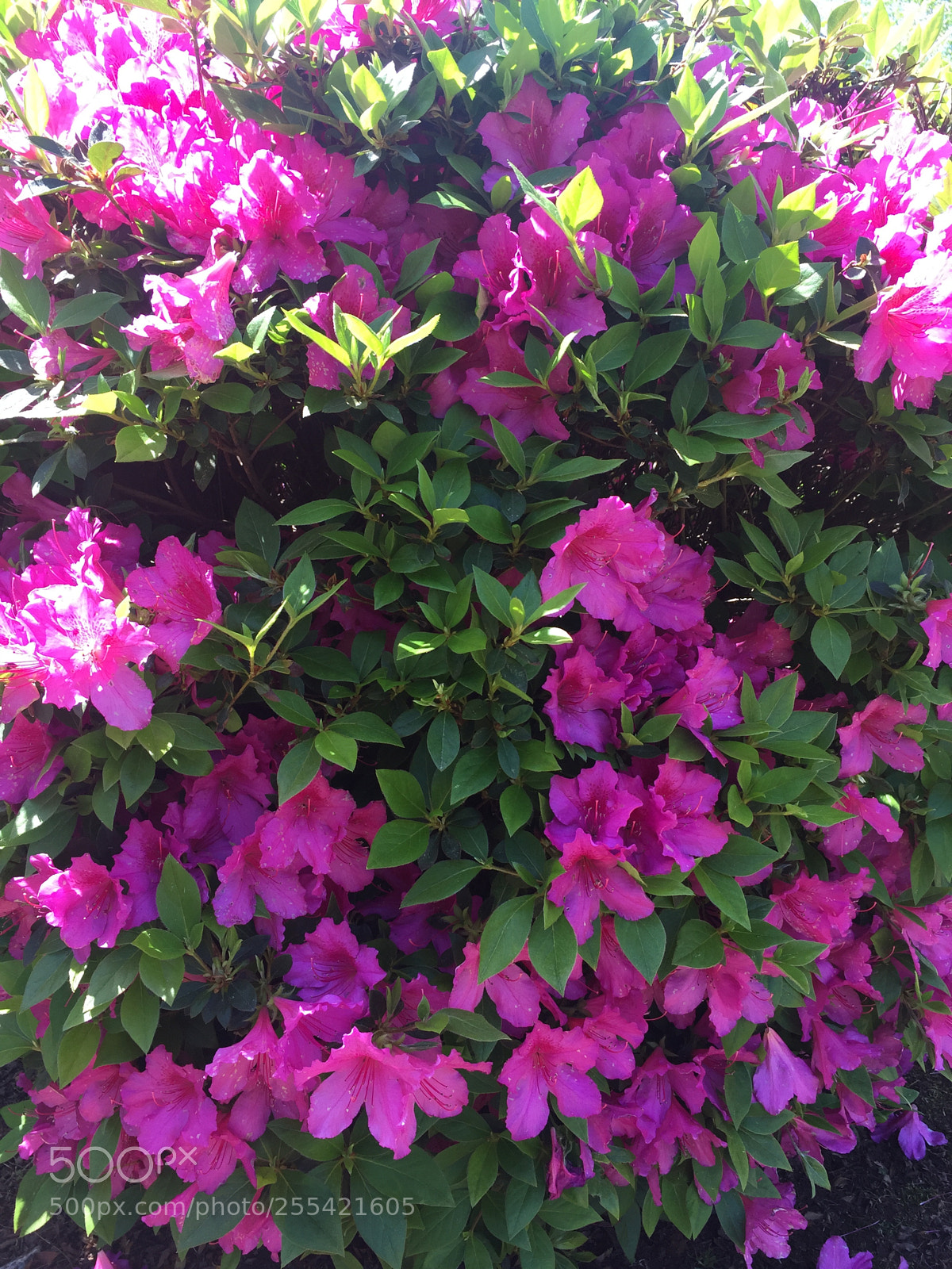 Apple iPhone 6 Plus sample photo. Bddeffaebdcbdeaca photography